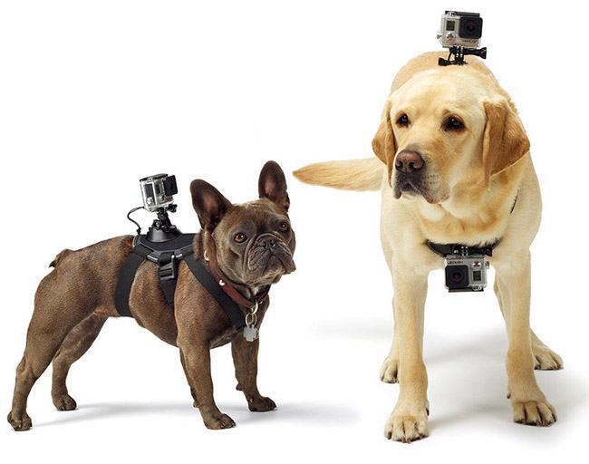 Arnés GoPro Fetch para perros